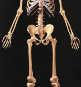 skeleton