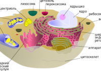 600px-Biological_cell_ru.svg