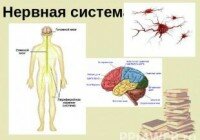 нерв